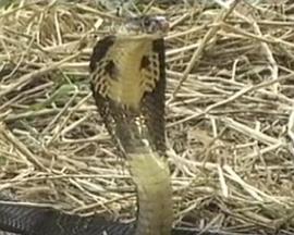 《蛇妖世界》完整版在线观看