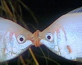 《爱的奇迹》完整版在线观看