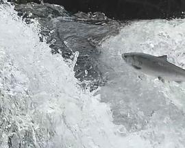 《动物星球之解冻的生物》完整版在线观看