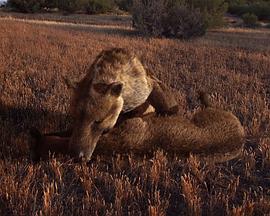 《史前掠食动物》完整版在线观看